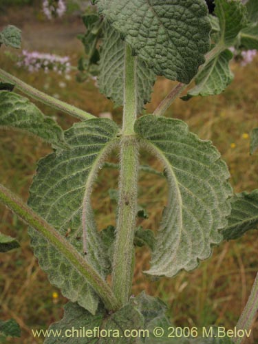 Bild von Mentha aquatica (Hierba buena / Bergamota / Sándalo de agua). Klicken Sie, um den Ausschnitt zu vergrössern.